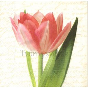 Bohatý tulipán