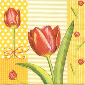 Červený tulipán
