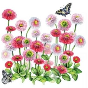 Bellis