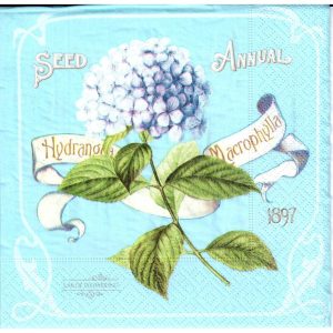 Hortenzia 1897