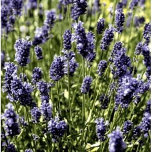 Lavendel field