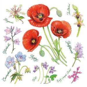 Poppy harmony
