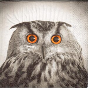 Sova s oranžovými očami