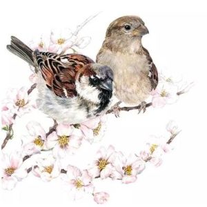Sparrows