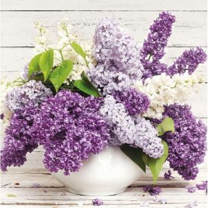 Syringa