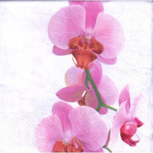 Vysoká ružová orchidea